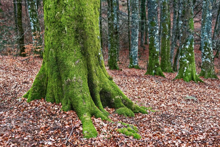 tuscia viterbese in camper
