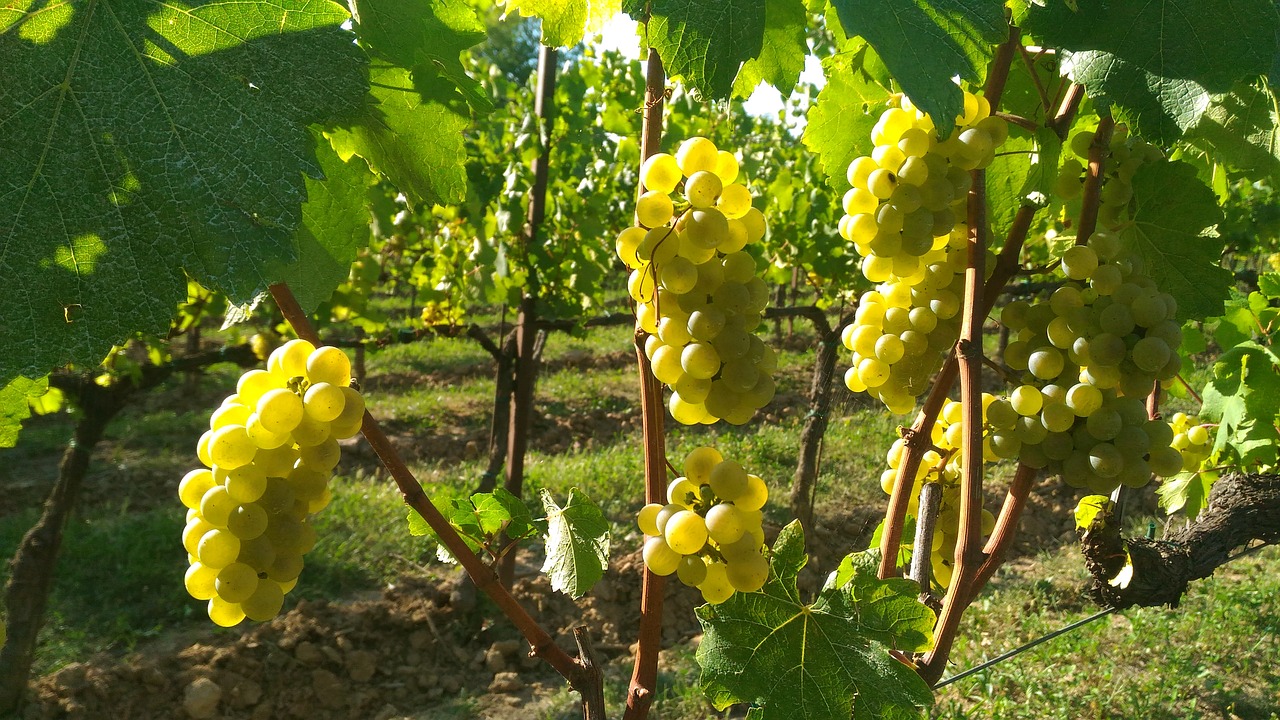 vendemmia 2020 franciacorta