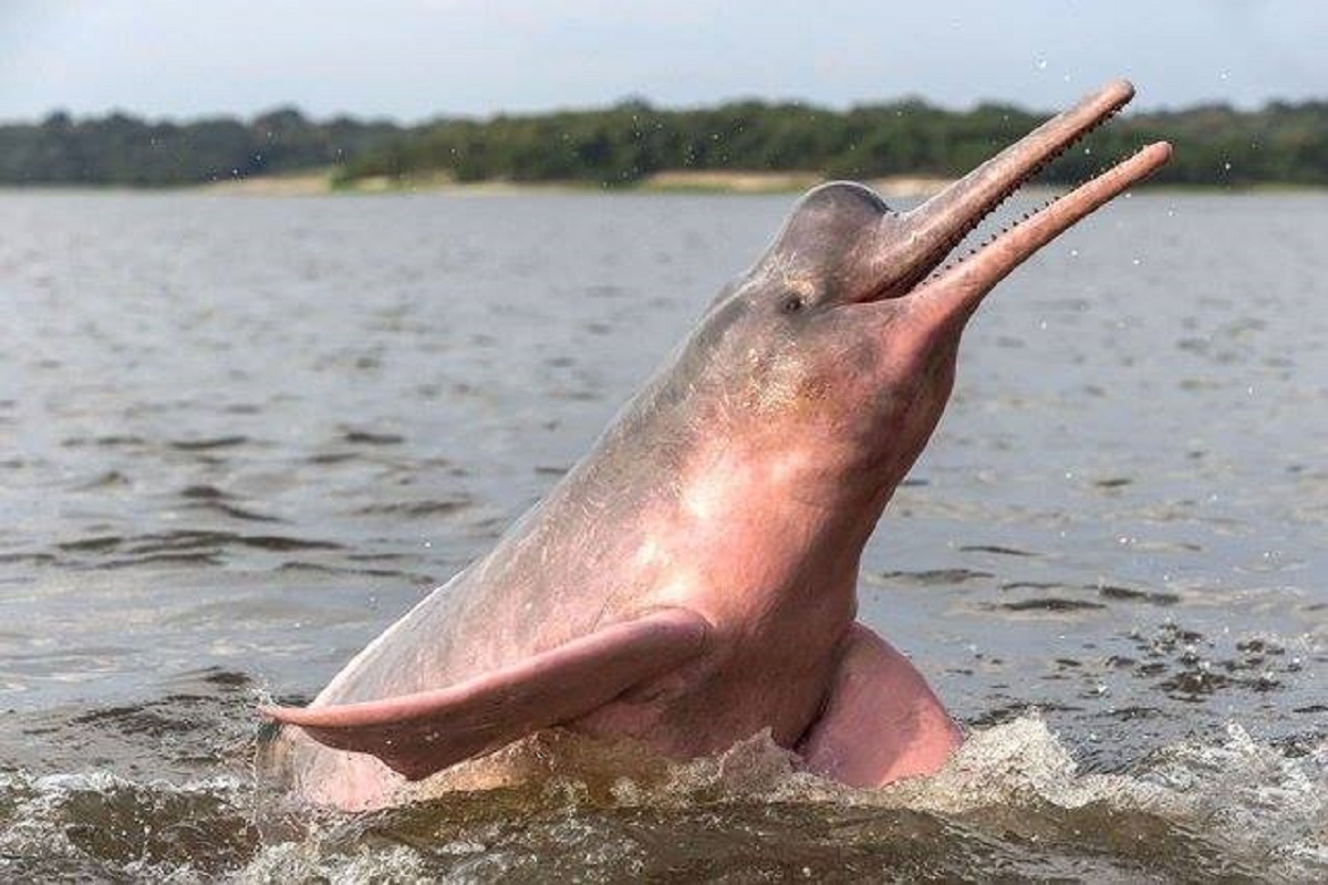 Delfini rosa Amazzonia