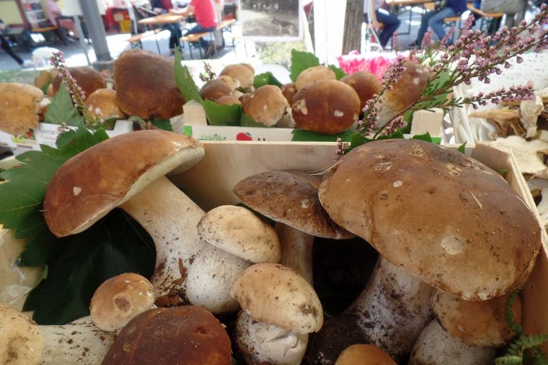 Festa del fungo porcino Borgo Val di Taro