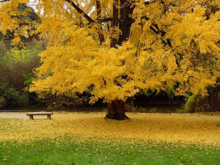 ginkgo biloba albero giapponese