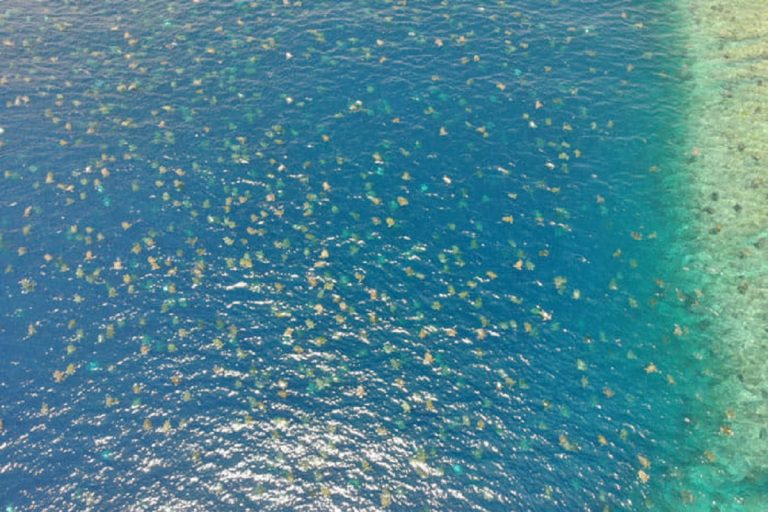 Migrazione tartarughe Australia