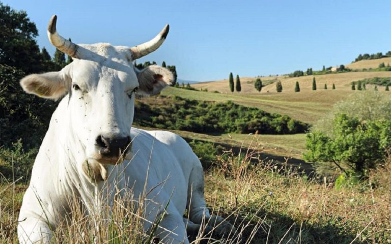 sagra porcino e chianina