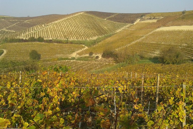 Weekend in vigna Piemonte