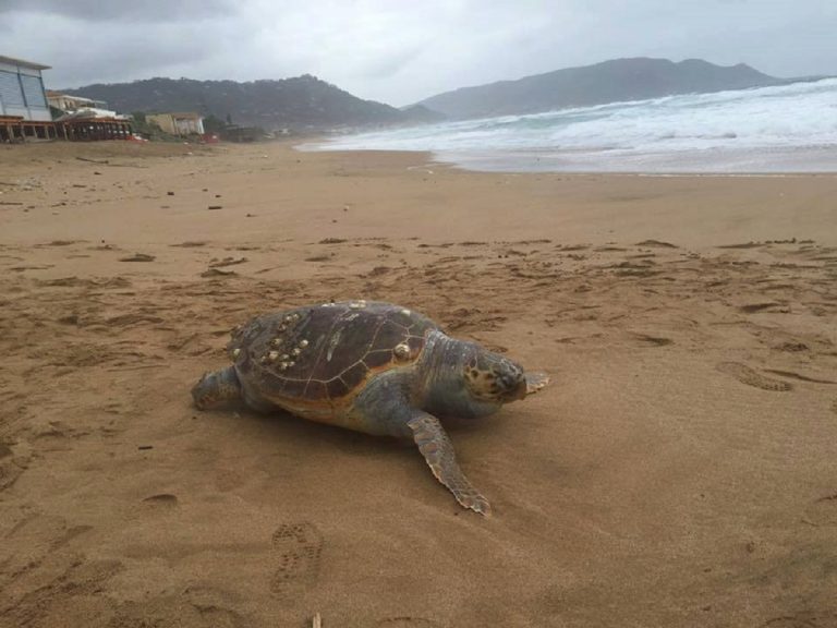 cilento tartarughe caretta caretta