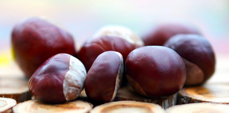 dove raccogliere castagne in lombardia con bambini
