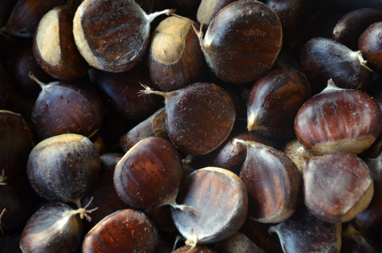 Dove raccogliere castagne in Toscana