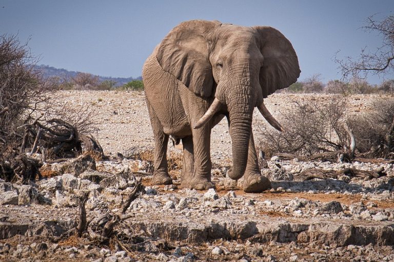 Etosha National Park safari