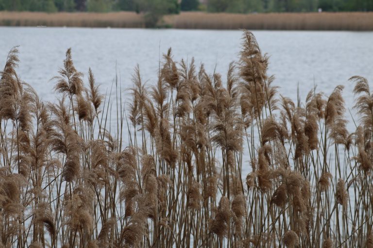 Lago del Segrino passeggiata