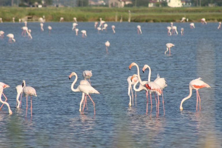 Parco delle Saline di Cervia