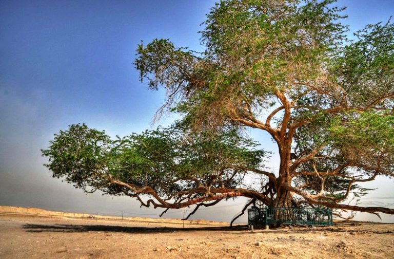 albero della vita bahrain