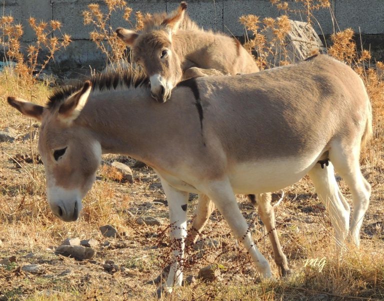 parco dell asino sardo