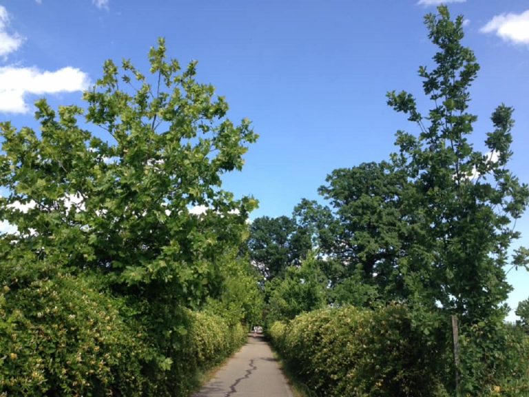 san felice sul panaro cosa vedere