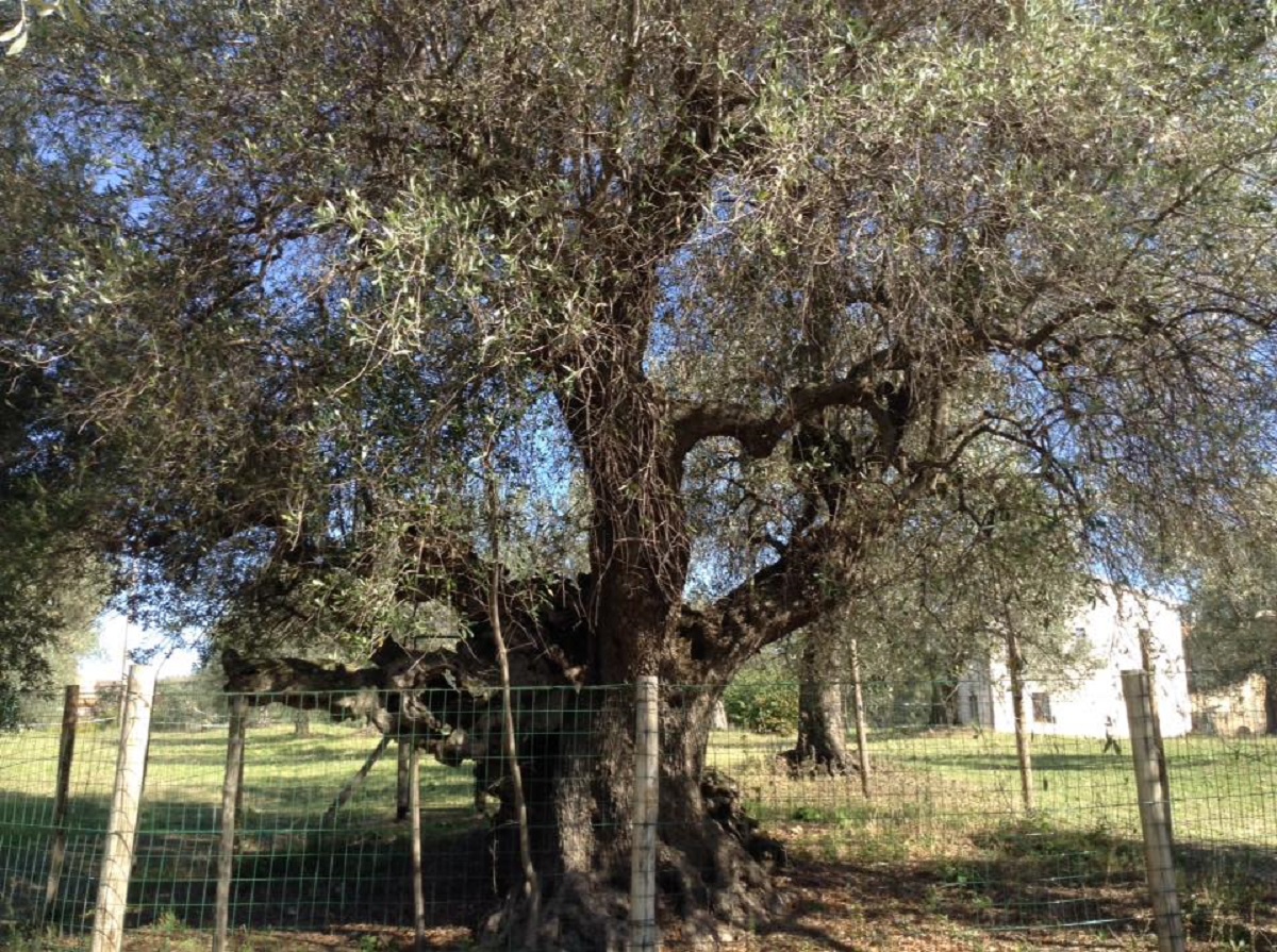 ulivo della strega