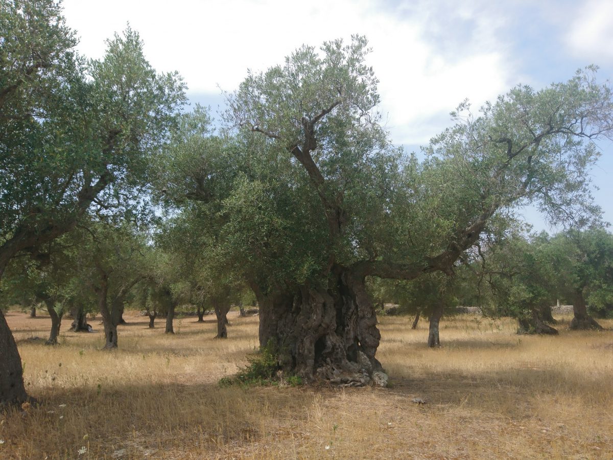 ulivo di Borgagne