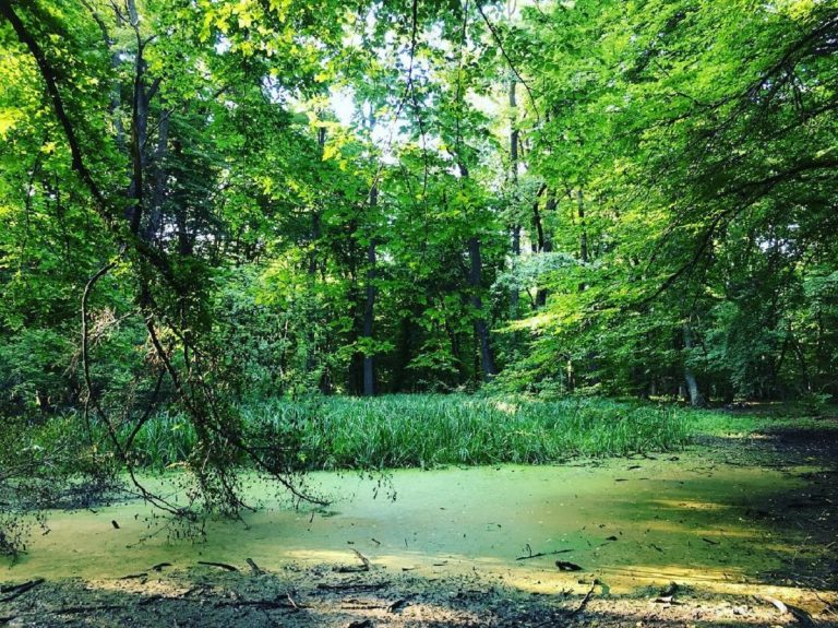 foresta hoia baciu romania