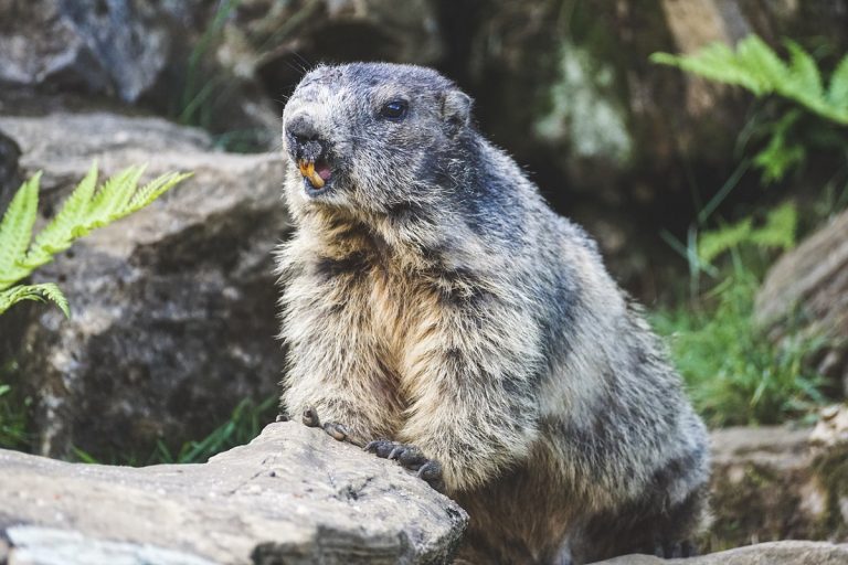 Giorno della marmotta Stati Uniti