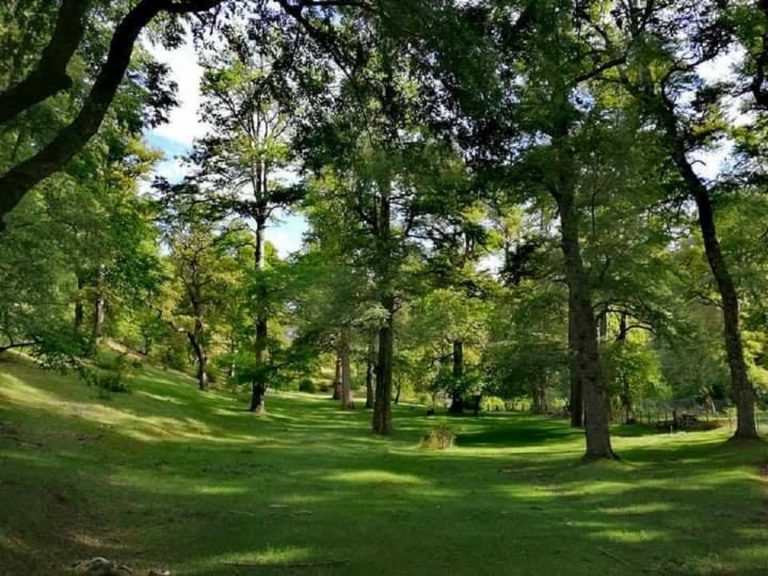 parco nazionale lanin