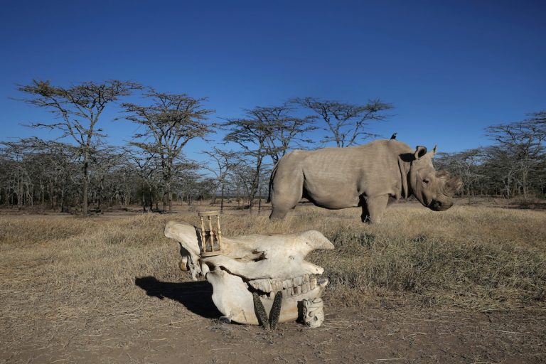 sudan rinoceronte bianco