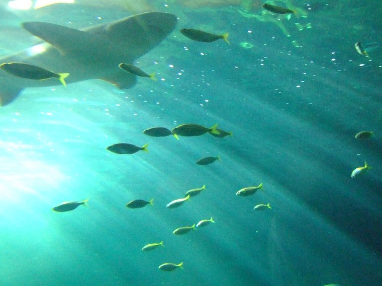 acquario di sydney australia