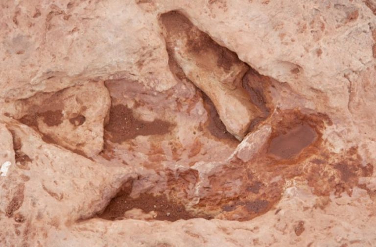 alpi piemontesi fossili