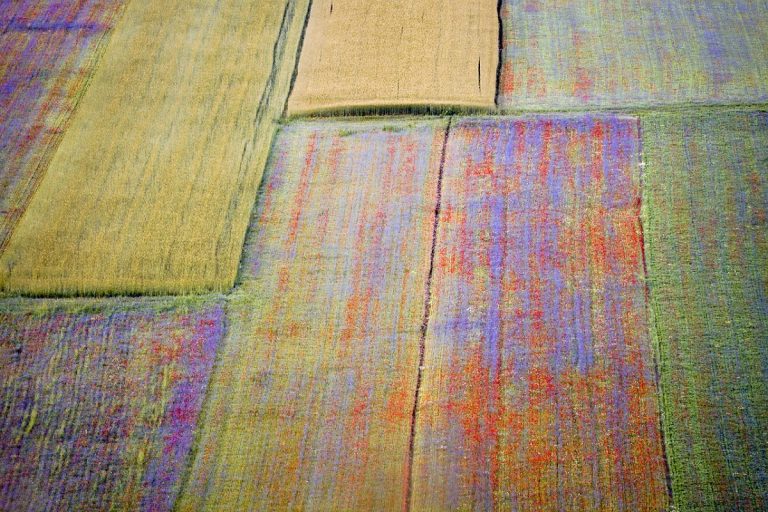 Fioritura Castelluccio di Norcia 2021