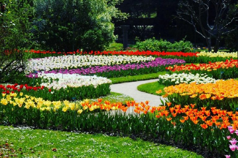 Villa Taranto fioritura tulipani