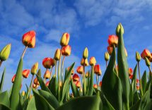 Tulipark Bologna prezzi come funziona dove si trova