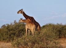 giraffe 4352777 1280