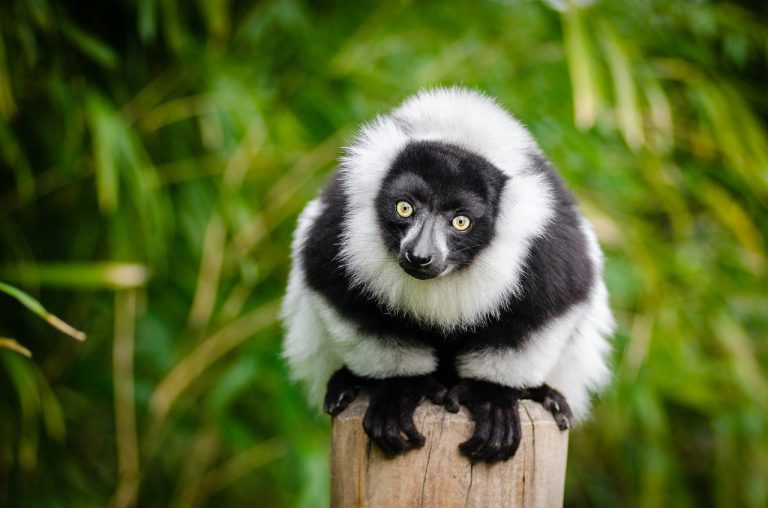lemur 1383616 1280
