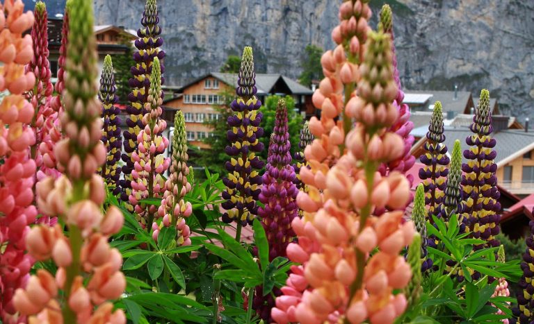 piccole città svizzere