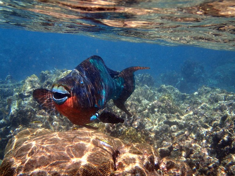 Honduras - Roatan - barriera corallina