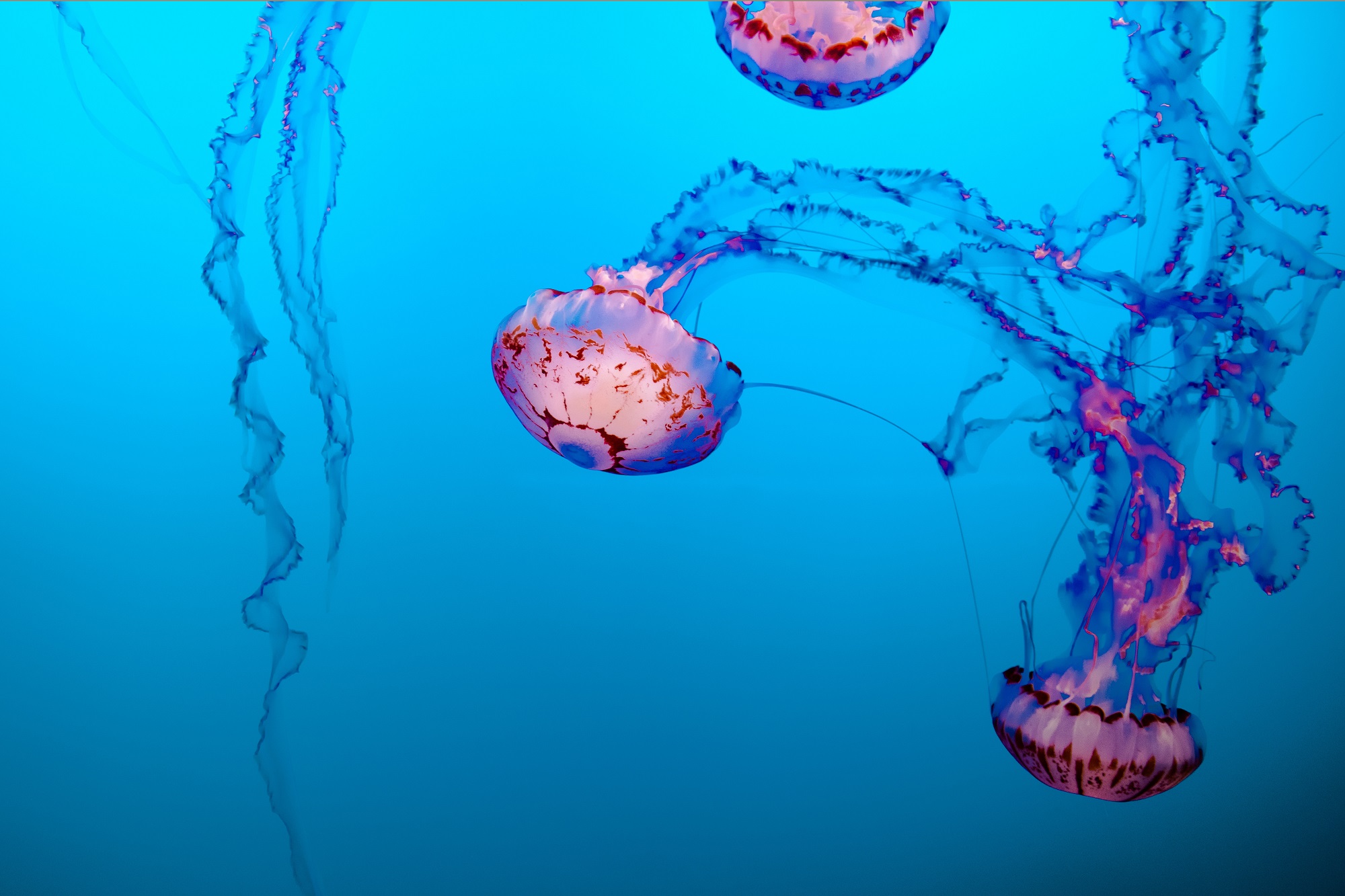 Sala delle meduse