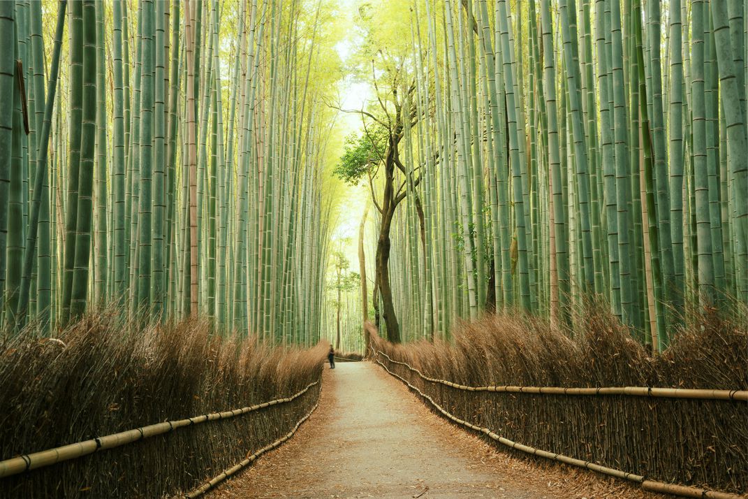 foresta bambù kyoto