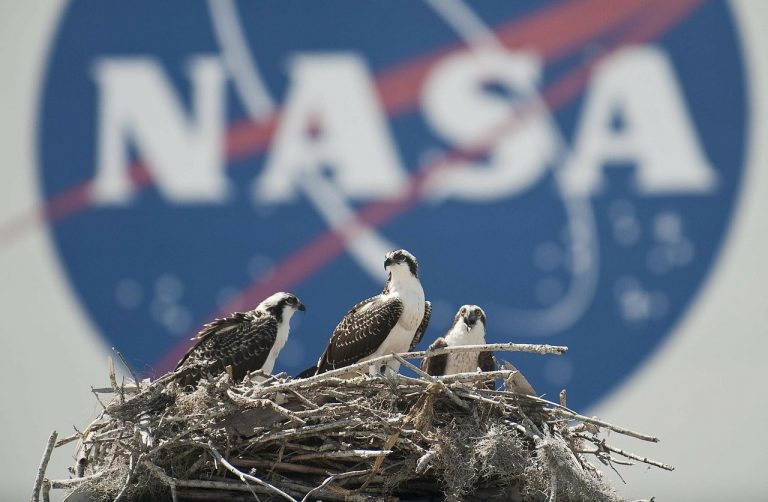 Cape-Canaveral-birds-nest