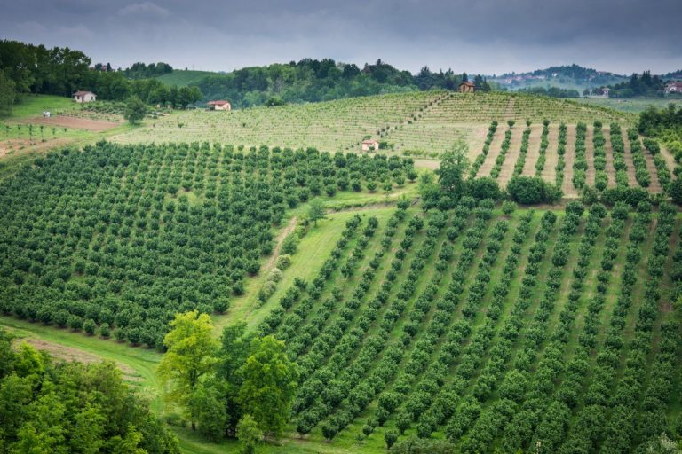 Paesaggio del Monferrato