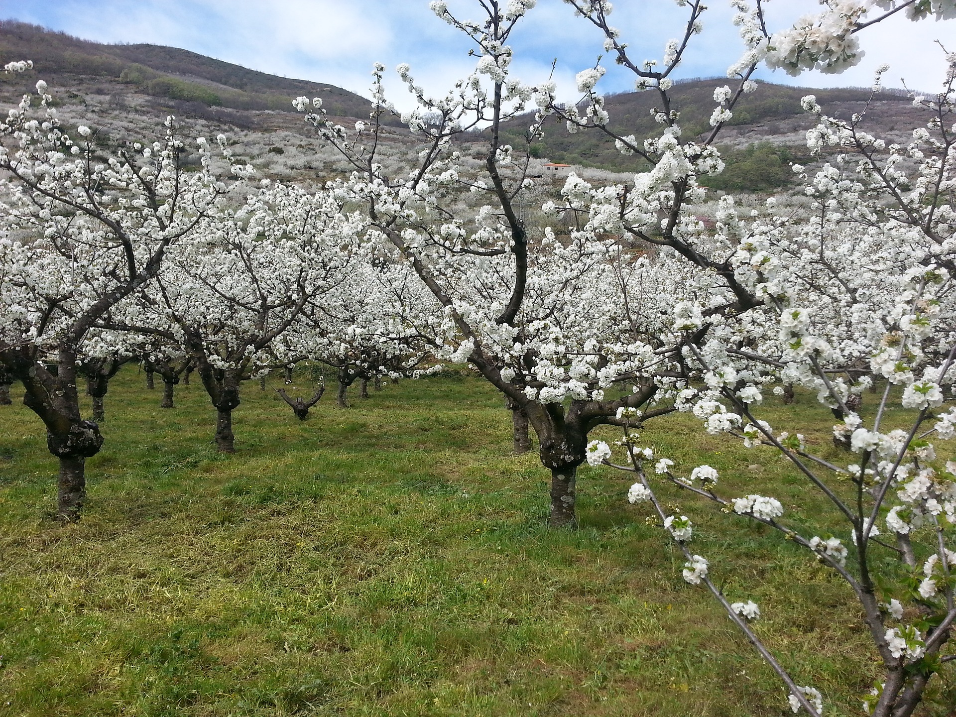 Vedere la fioritura dei ciliegi in Spagna