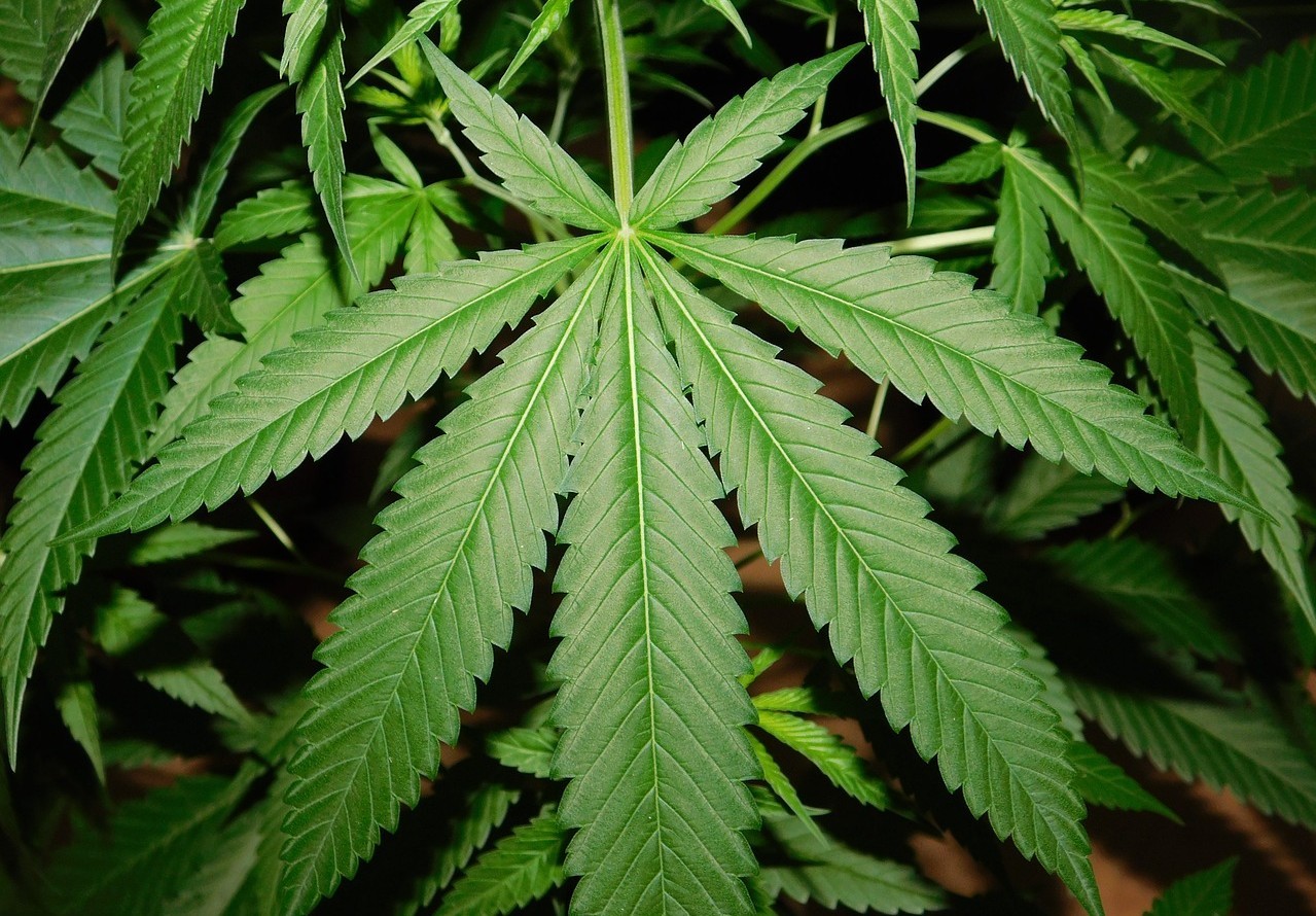 Cannabis College: perché usarlo