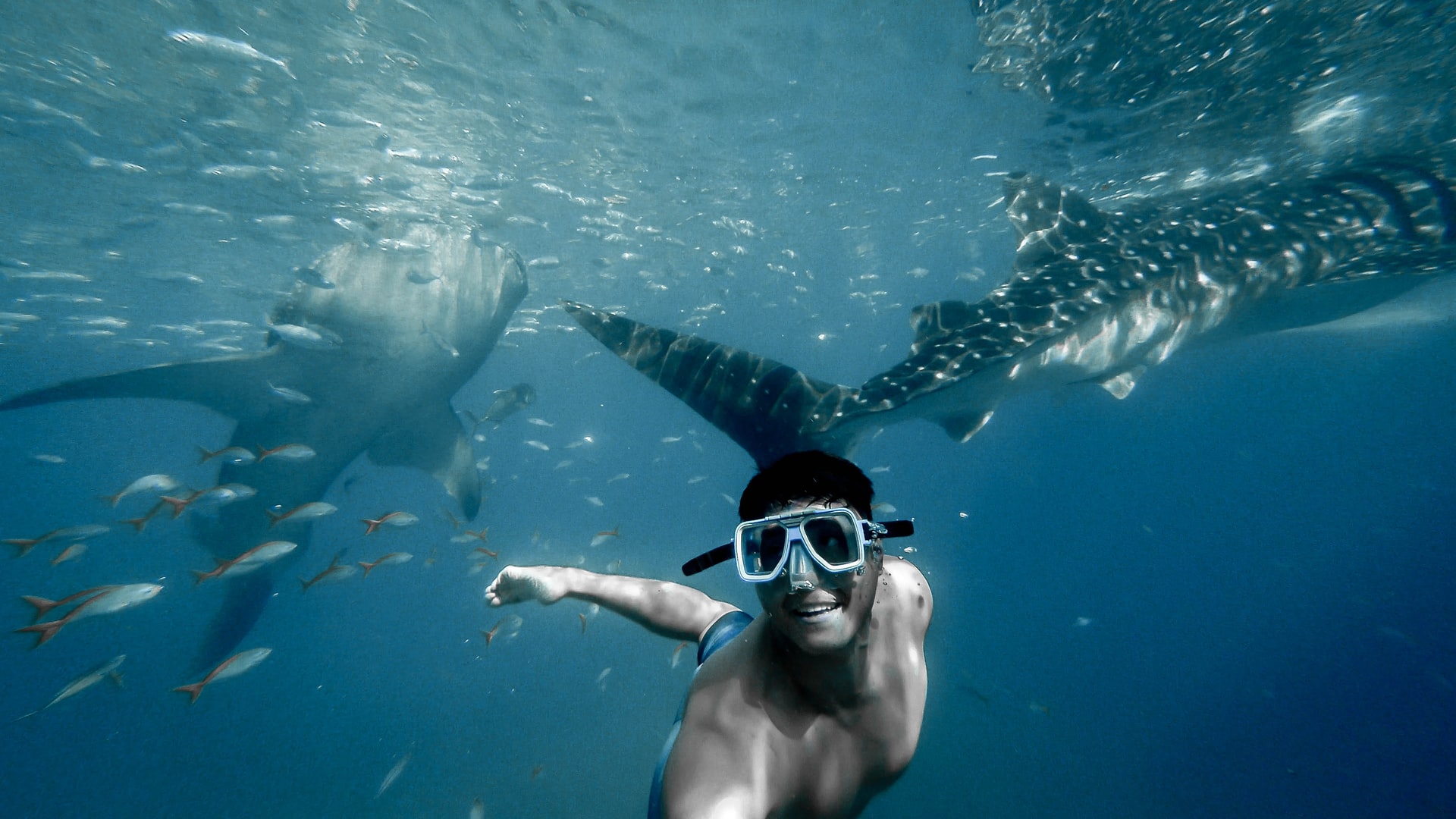 Nuotare con gli squali