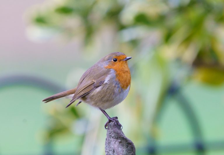 Bird Watching negli Stati Uniti