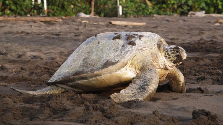 Tortuguero National Park