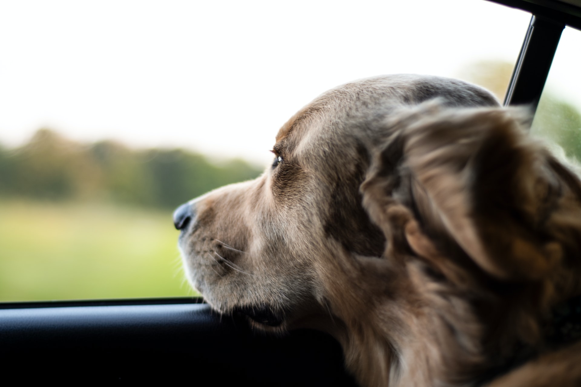 come viaggiare cane macchina