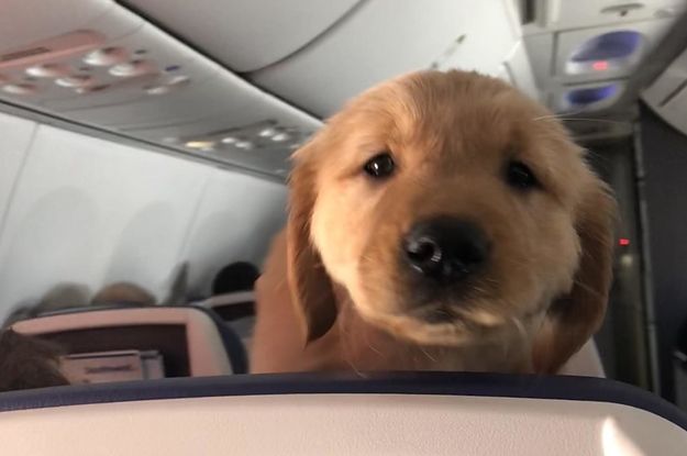 come viaggiare con cane aereo