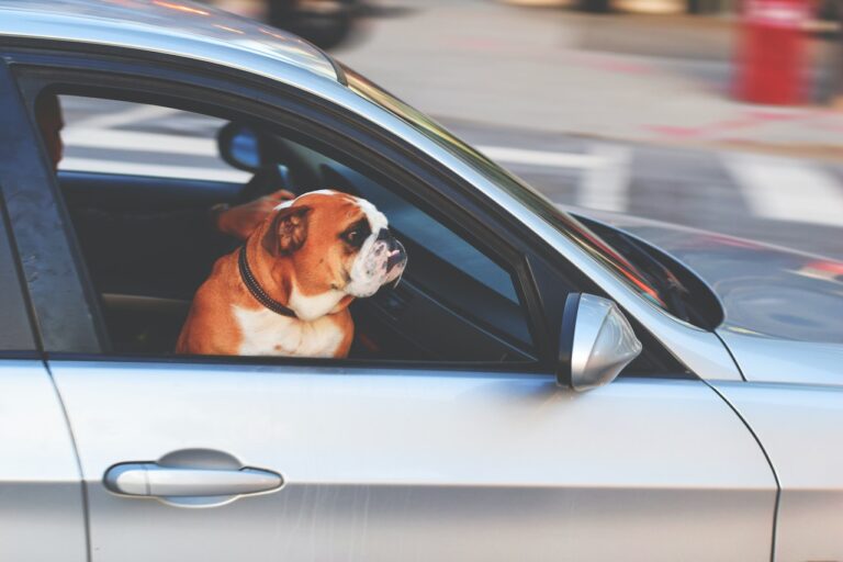 come viaggiare con un cane