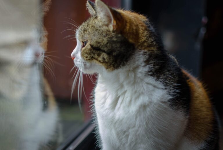 come viaggiare con un gatto in macchina