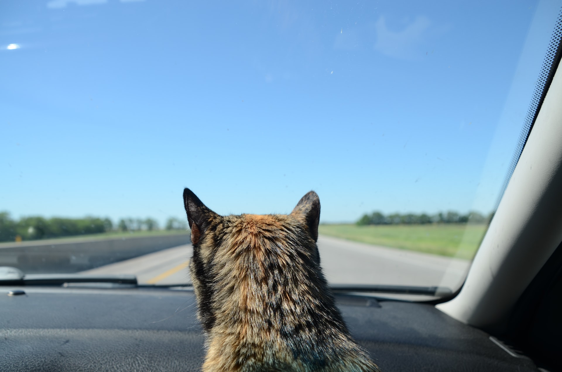 come viaggiare con un gatto in macchina consigli