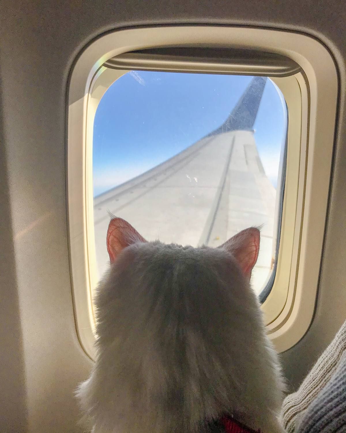 come viaggiare con un gatto in aereo