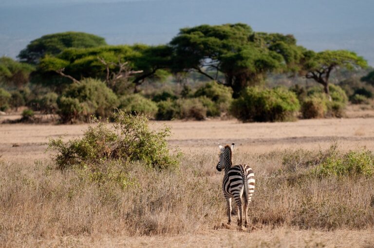 I 12 parchi nazionali da non perdere in Kenya