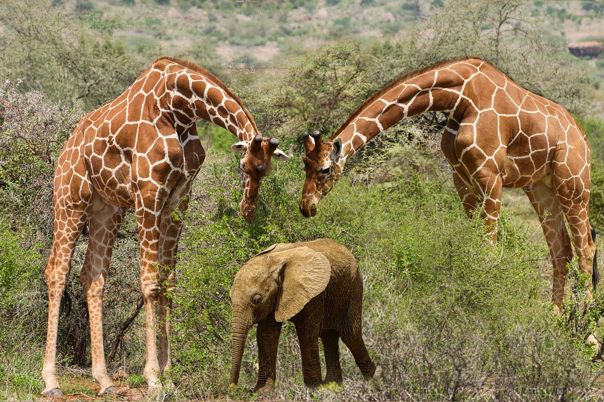 I 12 parchi nazionali da non perdere in Kenya
