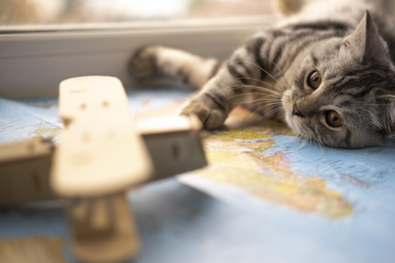 gatto-appoggiato-su-mappa